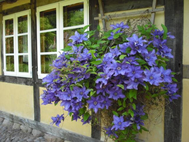 Landhaus Kiesow Suderburg Exterior photo